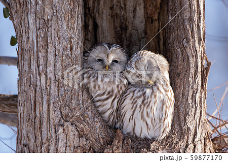 フクロウの写真素材集 ピクスタ