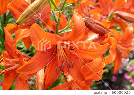 タイガーリリー 花の写真素材