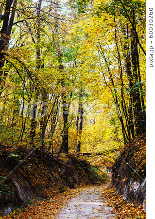 森の小道の写真素材 - PIXTA