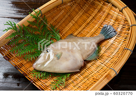 おちょぼ口 海水魚の写真素材