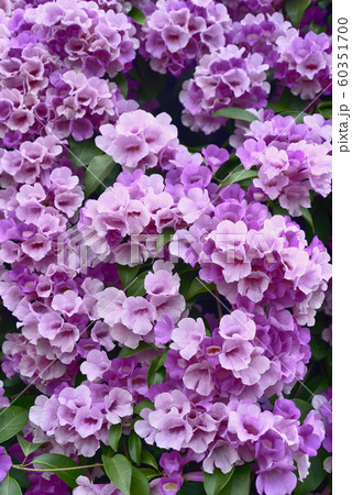 ガーリックバインの写真素材