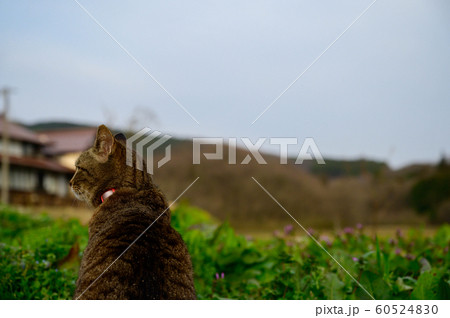 猫 後姿 キジトラ猫 家猫の写真素材