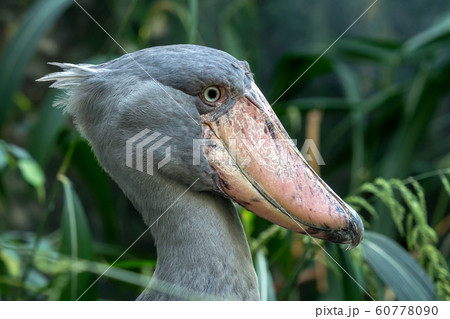 ハシビロコウ 鳥 くちばし 面白い顔の写真素材