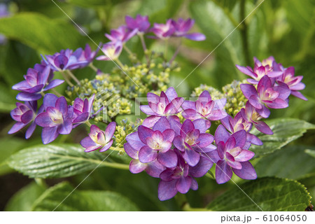 小さい紫陽花の写真素材