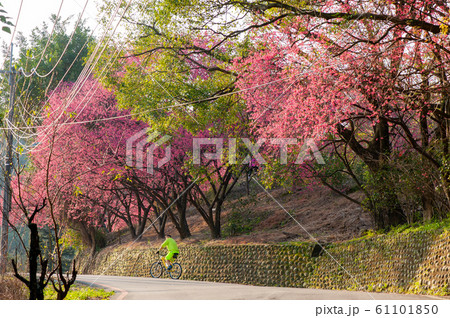 山道に咲く花の写真素材 山道に咲く花の写真素材