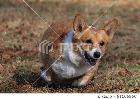 犬 コーギー 走る 芝生の写真素材