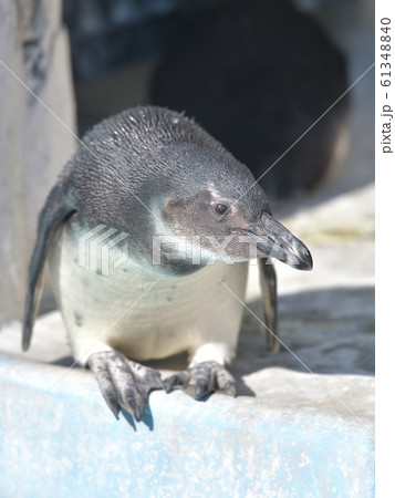 皇帝ペンギン ペンギン 赤ちゃん ヒナの写真素材