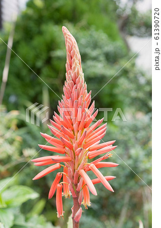 観葉植物 赤い花 多肉植物 薬草の写真素材