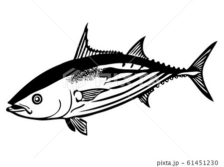 海水魚 魚類 魚 白黒のイラスト素材