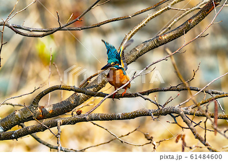 カワセミ 野鳥 飛び立つ 飛ぶの写真素材