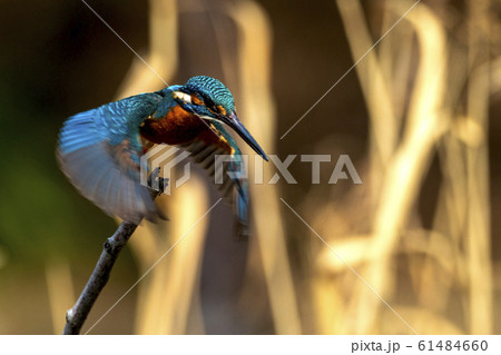 カワセミ 野鳥 飛び立つ 飛ぶの写真素材