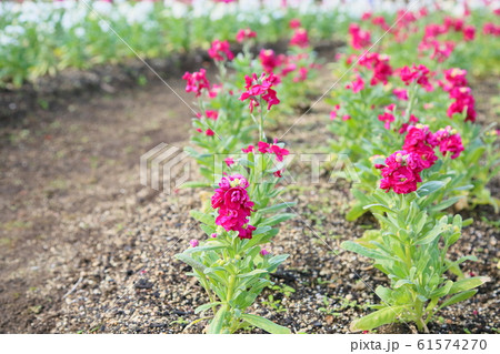 ストック 花 緑色 冬の写真素材