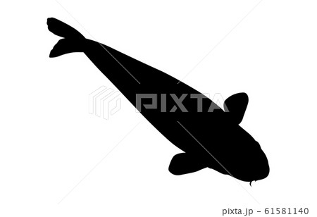 鯉 コイ 魚 影のイラスト素材