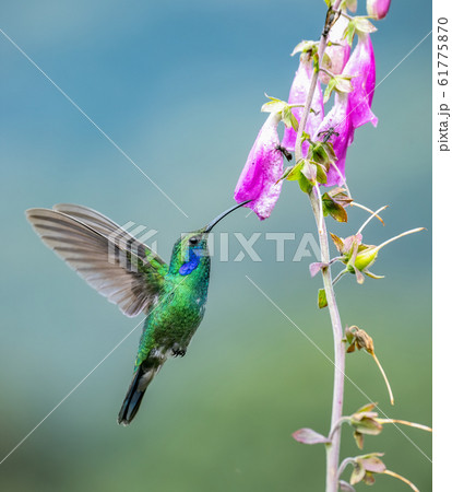 蜂鳥の写真素材 - PIXTA