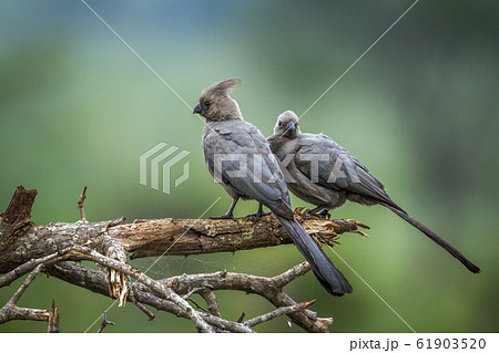 とさかのある 鳥 自然 野生動物の写真素材