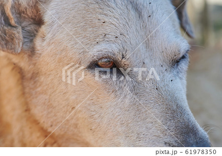 わんこ 犬 ダニ 目の写真素材