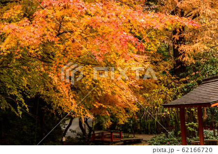 湯河原 万葉公園 紅葉 青空の写真素材