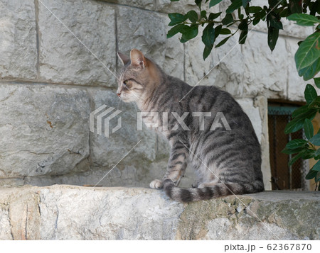 座る 猫 石塀 塀の写真素材