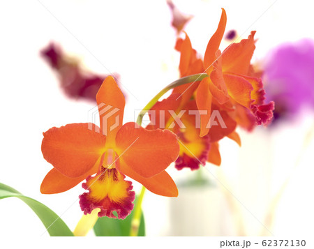 カトレア 花 植物 オレンジ色の写真素材 - PIXTA カトレア 花 植物 オレンジ色の写真素材 - PIXTA