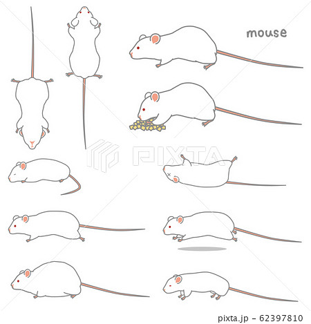 実験用マウス かわいい 白色の写真素材