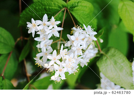 花 ウツギ 小さい花 白の写真素材