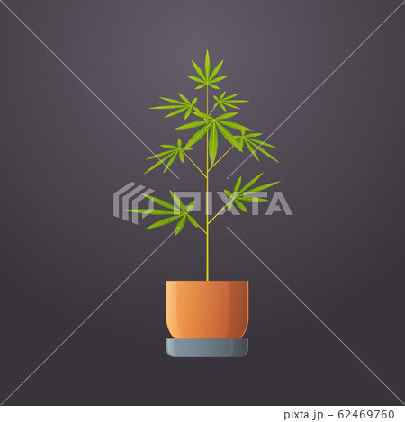 Cannabis Or Marijuana In Pot Plant Icon Drug のイラスト素材