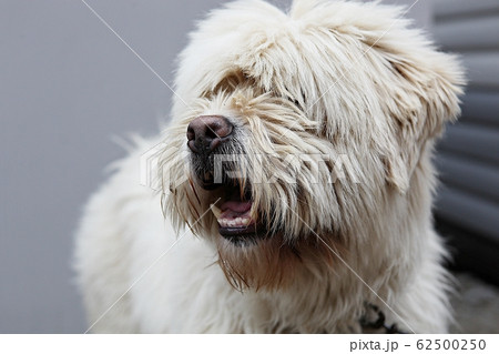 サプサル犬の写真素材