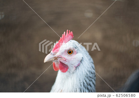 ニワトリ 鳥 鳥類 顔の写真素材