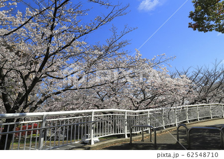 4枚花弁 桜花びら 4枚の写真素材