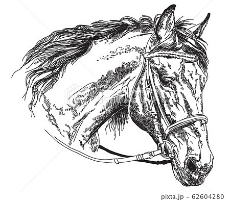 馬 横顔 白バック イラストのイラスト素材