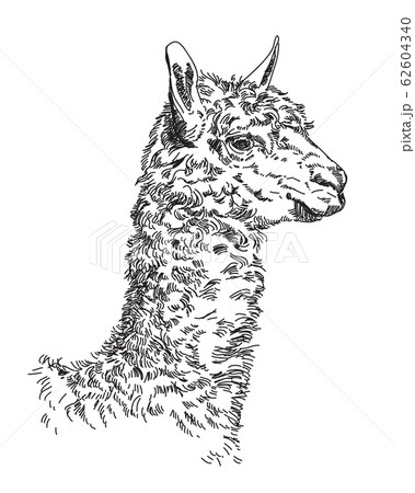 羊駝的插圖素材集 Pixta