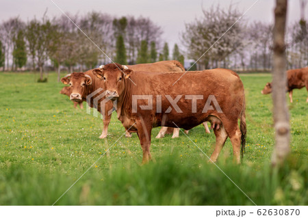 草を食べる 動物の写真素材