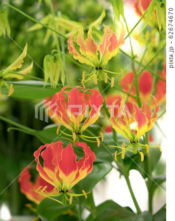フラワーアレンジメント グロリオサ 花 アレンジメントの写真素材