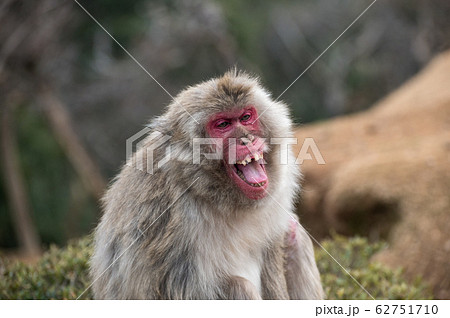 猿 動物 威嚇 怒りの写真素材