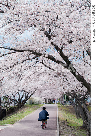幼児 後姿 少年 自転車の写真素材