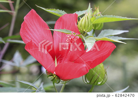 紅蜀葵 花の写真素材