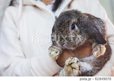 動物 うさぎ ホーランドロップの写真素材