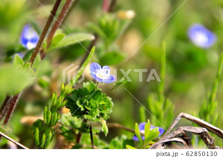 花畑 オオイヌノフグリ 自然 植物の写真素材