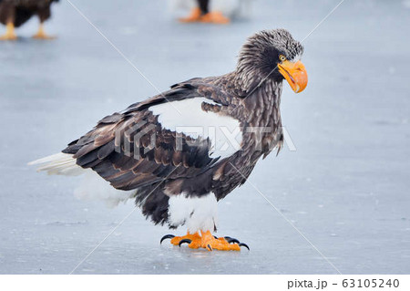 勇ましい 動物の写真素材