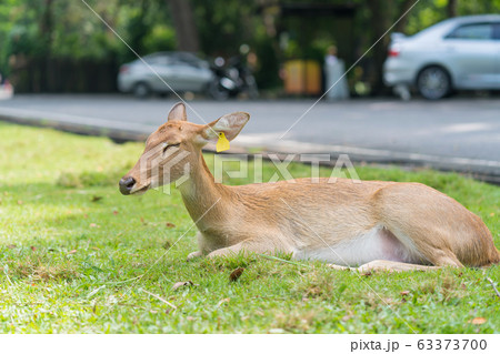 鹿 横顔 一匹 かわいいの写真素材