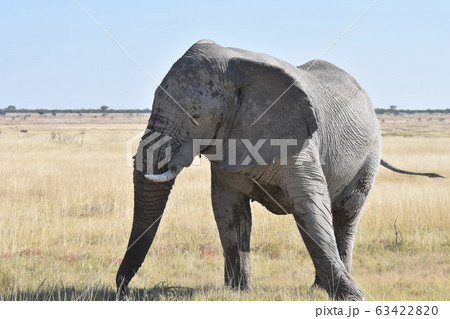 動物 象 顔 正面 ゾウの写真素材