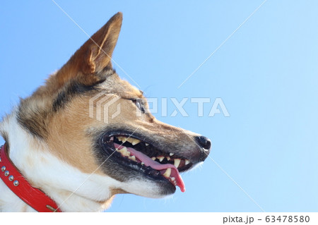 犬 横顔 雑種 茶色の写真素材