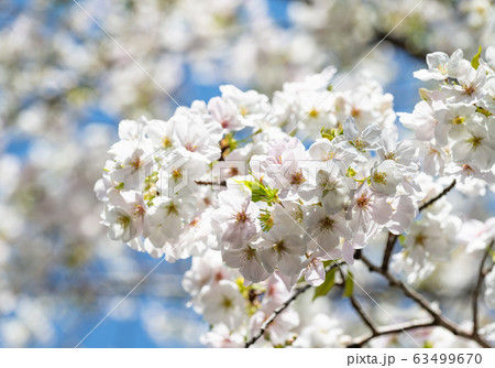 東京都 坂 田園調布 桜坂の写真素材