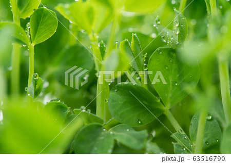 野菜 水滴 水玉 葉野菜の写真素材