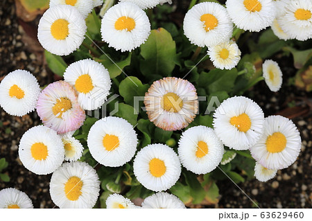 イタリアの国花の写真素材