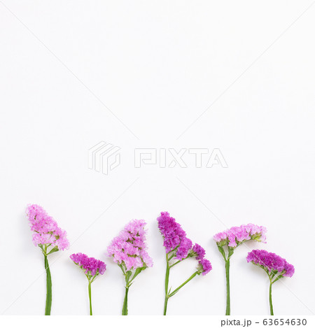 スターチスの写真素材