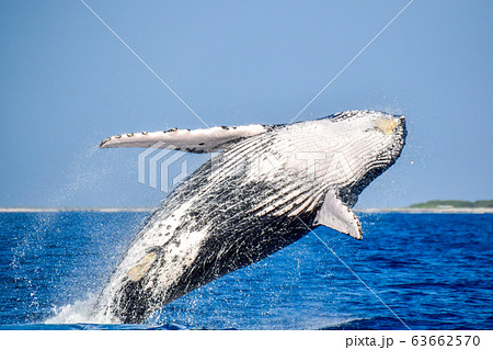 クジラのジャンプの写真素材