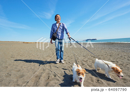 シニア 犬 散歩 おじいさんの写真素材