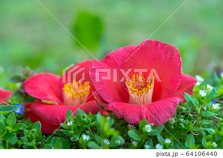 椿 赤い花 落ちた花の写真素材