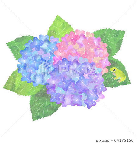 あじさい 花 紫 薄紫のイラスト素材 - PIXTA